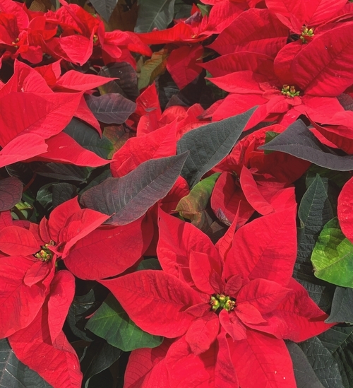 Poinsettias